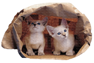 Kaz_Creations  Cats Cat Kittens Kitten - png grátis