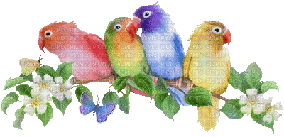 Kaz_Creations Bird Birds - 免费动画 GIF