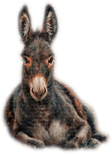 Donkey - darmowe png