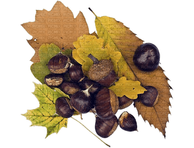 patymirabelle automne chataignes - zdarma png