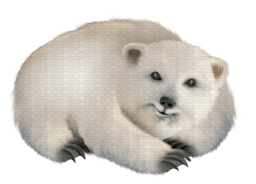 dolceluna polar bear deco fantasy winter - бесплатно png