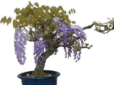 arbuste en pot - png grátis