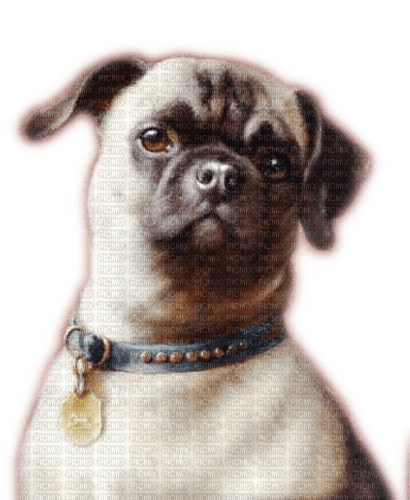 Rena Hund Dog Mops Tier - δωρεάν png
