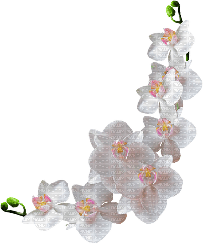 white orchid - kostenlos png