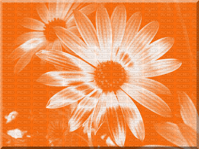 En orange - GIF animé gratuit