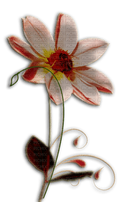Fleur Blanche.Cheyenne63 - ücretsiz png