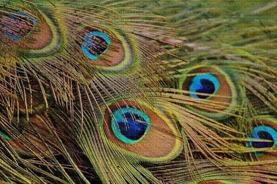 tausta, background, peacock, riikinkukko - darmowe png