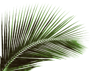 palm leaf - png grátis