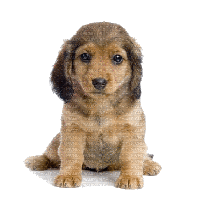 cachorro - 免费动画 GIF