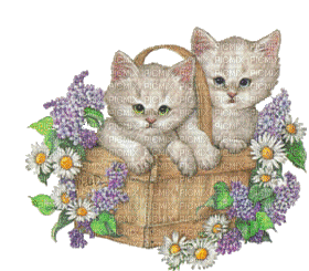 Animated Cats Chats Kittens Kitties in a Basket - GIF animé gratuit