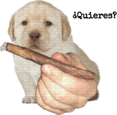 ?????Quieres? - Free PNG