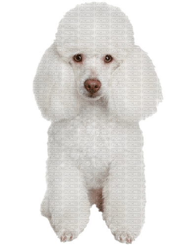 white poodle dog - gratis png