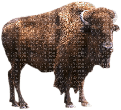 bison - gratis png
