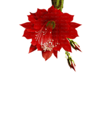 fleurs - ilmainen png