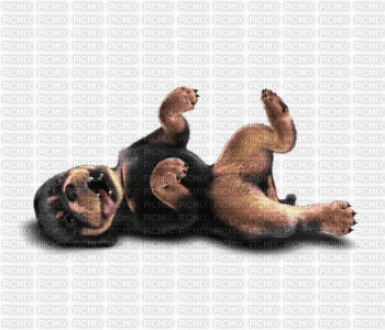 pes - Zdarma animovaný GIF
