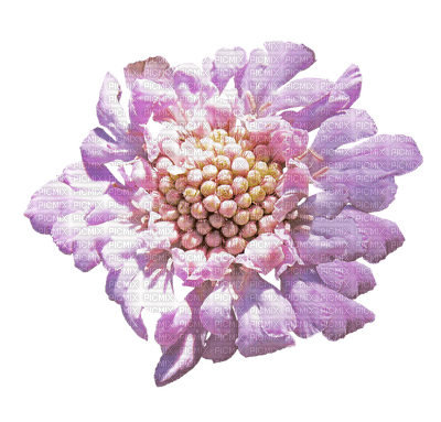 kukka, flower, fleur - ücretsiz png