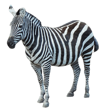zebra bp - png ฟรี