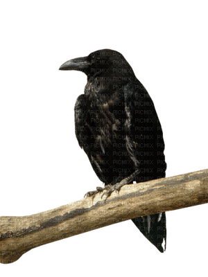 Ravens - kostenlos png