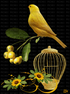 Flowers yellow bp - Gratis animeret GIF