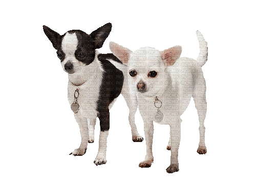 Chihuahua - Gratis animeret GIF