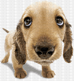 chien qui bouge la queue - Zdarma animovaný GIF