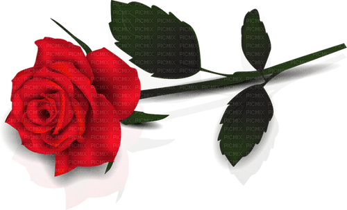 red rose Bb2 - png gratuito