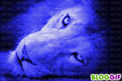 LION COLOR - Darmowy animowany GIF