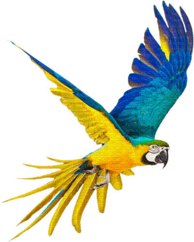 Perroquet bleu et jaune - besplatni png