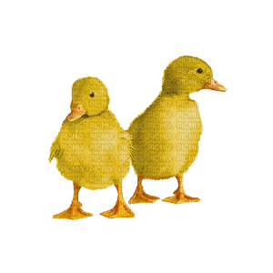 ducks - бесплатно png