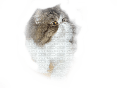 Tube Animaux Chat - kostenlos png