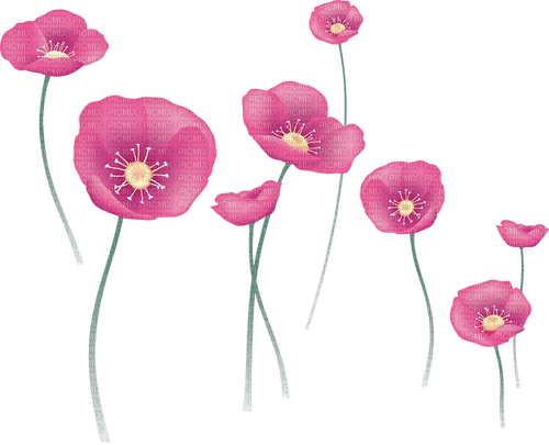 Coquelicots roses pink poppy poppies fleur flower - ücretsiz png