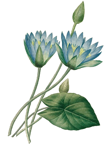 blue flower - Ingyenes animált GIF