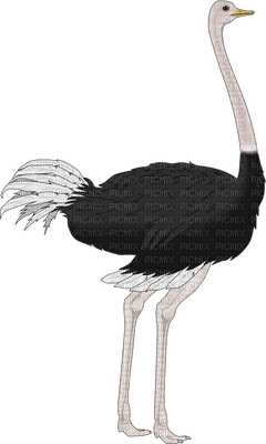 Kaz_Creations Ostrich  Birds Bird - zadarmo png