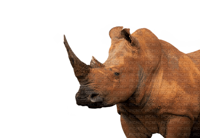 sarvikuono, rhino - png gratis