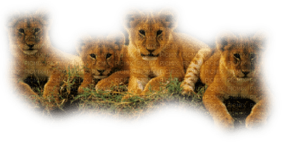 tube lion - png grátis