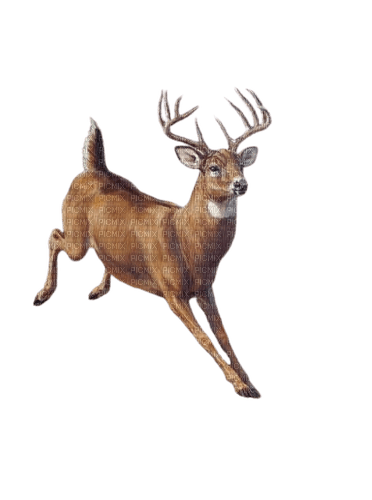 deer - 無料png