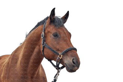 minou-horse-brown - PNG gratuit
