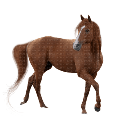 star horse - PNG gratuit