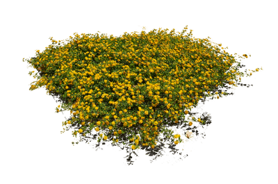 flores-l - PNG gratuit