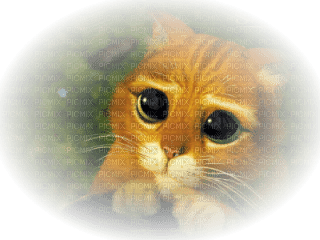 Chat tube. Кот из Шрека с большими глазами картинки. Кот из Шрека с большими глазами. Кот из Шрека с большими глазами нарисовать.