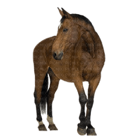 horse katrin - zdarma png