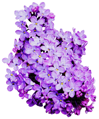 flores de colores ,adolgian - фрее пнг