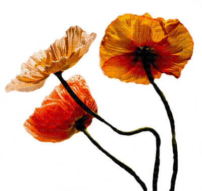Fleurs - 免费PNG