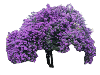 Lilac Tree - ücretsiz png