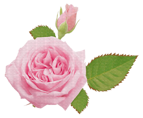 Roses.Pink - 免费PNG