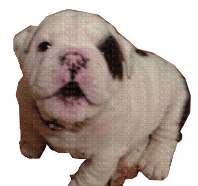 Bulldog Puppy - ilmainen png