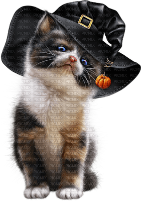 WITCH CAT - PNG gratuit