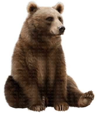 bear bär - png grátis