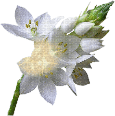 fleur bleu.Cheyenne63 - Безплатен анимиран GIF