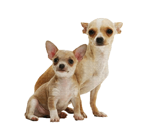 Chihuahua Puppy Dog - 無料のアニメーション GIF